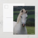 Recherche de tête de cheval cartes postales Bob langrish