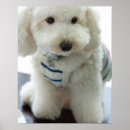 Recherche de miniatures posters Animaux domestiques