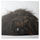 Zoek naar verdriet tegels Zwart