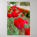 Recherche de smithsonien posters Fleurs
