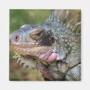 Recherche de iguane magnets Reptiles