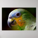 Recherche de peinture de perroquet posters Oiseau