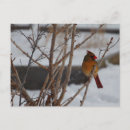 Recherche de cardinal nord cartes postales Hiver