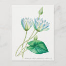 Recherche de botanique antique cartes postales Bleu