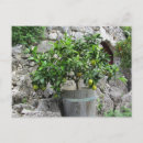 Recherche de arbre vert cartes postales Tropical