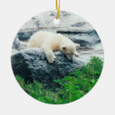 Recherche de ours blancs ornements Polaire
