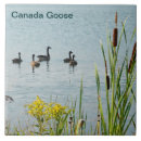 Zoek naar staarten tegels Natuur