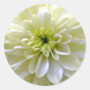Recherche de chrysanthème autocollants Nature