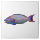 Recherche de de poissons carreaux Tropical