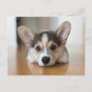 Recherche de chiots mignons cartes postales Animal de compagnie
