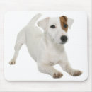 Recherche de jack russel tapis souris Jack russell terrier