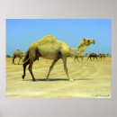 Zoek naar kamelen posters Dieren