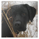 Recherche de heureux carreaux Labrador