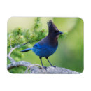 Recherche de ken magnets État de washington