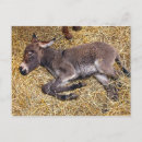 Zoek naar ezels briefkaarten Klein