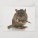 Recherche de rattie cartes postales Salutation