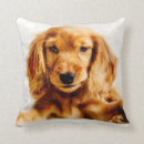 Recherche de cocker coussins Mignon