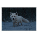 Recherche de renards posters Amoureux des animaux