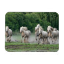 Recherche de danita delimont magnets Ranch