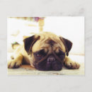 Recherche de carlin triste posters Adorable