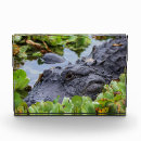 Recherche de alligators photographie Faune