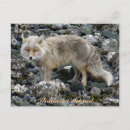 Recherche de fourrures cartes postales Renards