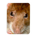 Recherche de ratties magnets Rats