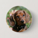 Recherche de bronzage badges Chien