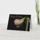 Recherche de amaryllis vœux cartes Floraison