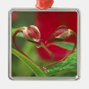 Recherche de bourgeonnement ornements Fleur