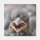 Recherche de poussins de bébé magnets Oiseau
