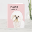 Recherche de bichon vœux cartes Mignon