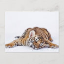 Recherche de tigres mignons cartes postales Animal