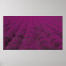 Recherche de arrière plan rose posters Violet