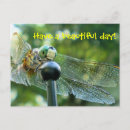 Recherche de libellule cartes postales Insectes