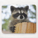 Recherche de ratons laveurs tapis souris Raton laveur