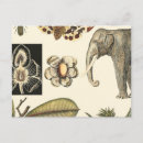 Recherche de tortue peinte cartes postales Animaux