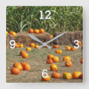 Recherche de tige horloges Maïs