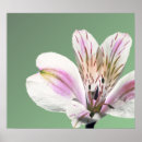 Recherche de trumpet posters Nature