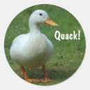 Recherche de canard blanc autocollants Canards