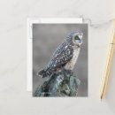 Recherche de oreilles cartes postales Hibou à oreilles courtes
