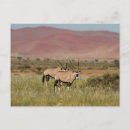 Recherche de antilope cartes postales Désert