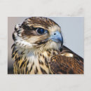 Zoek naar roofvogels briefkaarten Wildfotografie