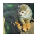 Recherche de araignée carreaux Animal