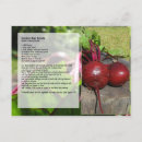 Recherche de betteraves cartes postales Légumes