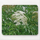 Recherche de arbustes tapis souris Floral