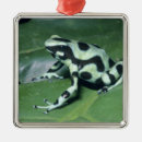 Zoek naar frog ornamenten Wild