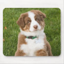Recherche de chien berger australien tapis souris Chiot