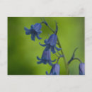 Recherche de jacinthe des bois cartes postales Fleurs