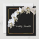 Recherche de phalaenopsis Blanc